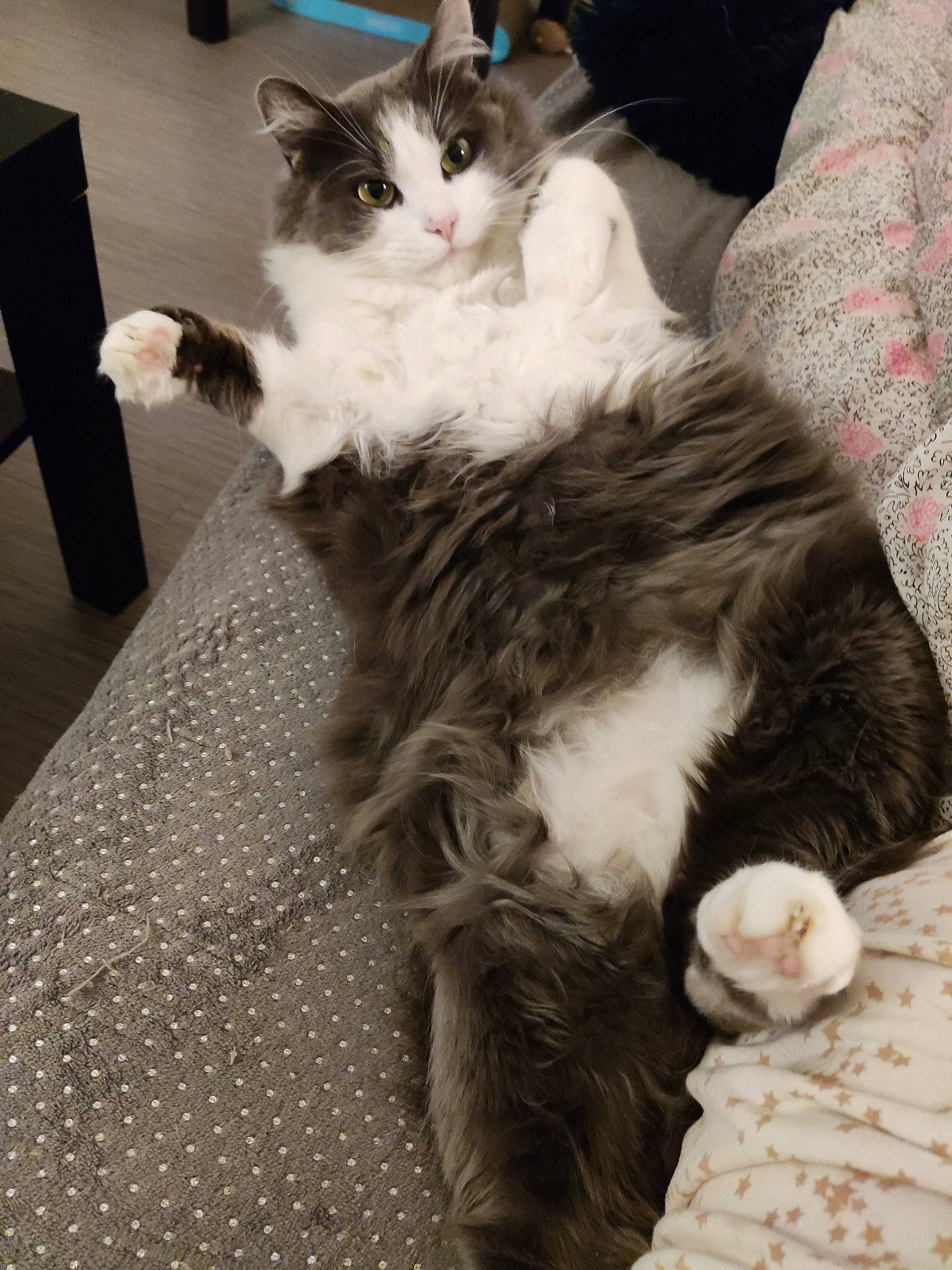 Grisou participe au concours pour gagner de l'argent avec cette photo : box, carnivore, cat, claw, comfort, domestic_short_haired_cat, felidae, flooring, formal_wear, fur, hardwood, lap, paw, sitting, small_to_medium_sized_cats, snout, tail, terrestrial_animal, whiskers, wood