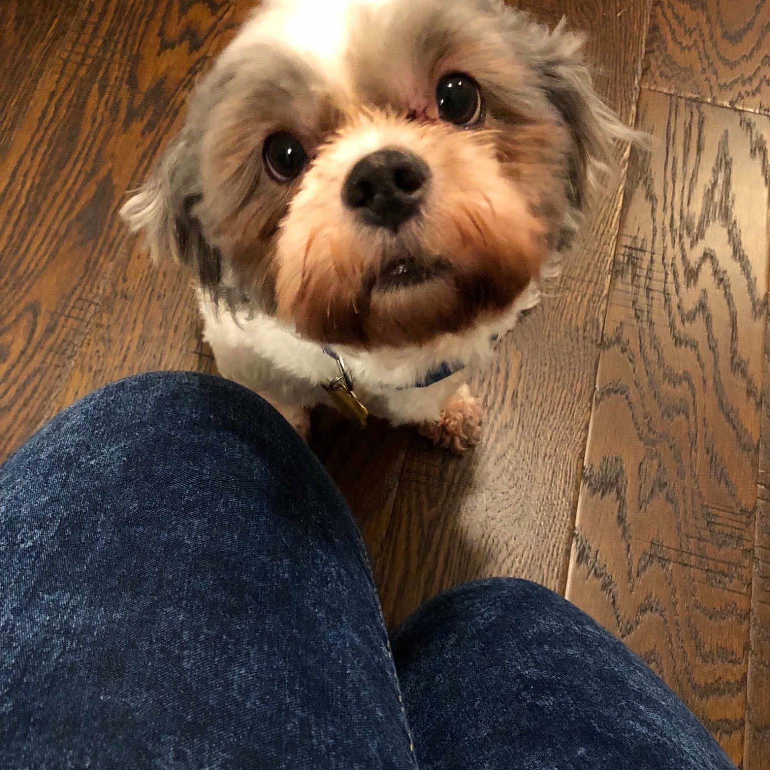 Onyx joined the competition — help win amazing prizes! canidae, carnivore, cavachon, cavapoo, chinese_imperial_dog, companion_dog, dog, dog_breed, havanese, lhasa_apso, lowchen, maltepoo, mammal, morkie, puppy, puppy_love, schnoodle, shih_tzu, snout, vertebrate