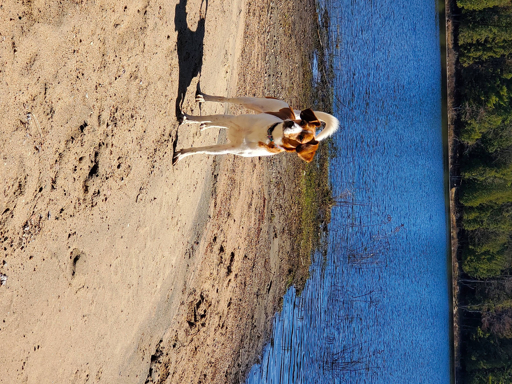 Prudence joined the competition — help win amazing prizes! beach, coast, coastal_and_oceanic_landforms, fun, lake, landscape, leisure, people_in_nature, plant, recreation, reflection, shadow, soil, sunlight, tree, trunk, water, water_resources, wind_wave, wood