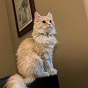 Cotton joined the competition — help win amazing prizes! cat, fluffy, cream_color, indoor, portrait, sitting, tail, furniture, painting, wall, decor, pet, animal, fur, looking_away, domestic_cat, calm, closeup, soft_light, cute