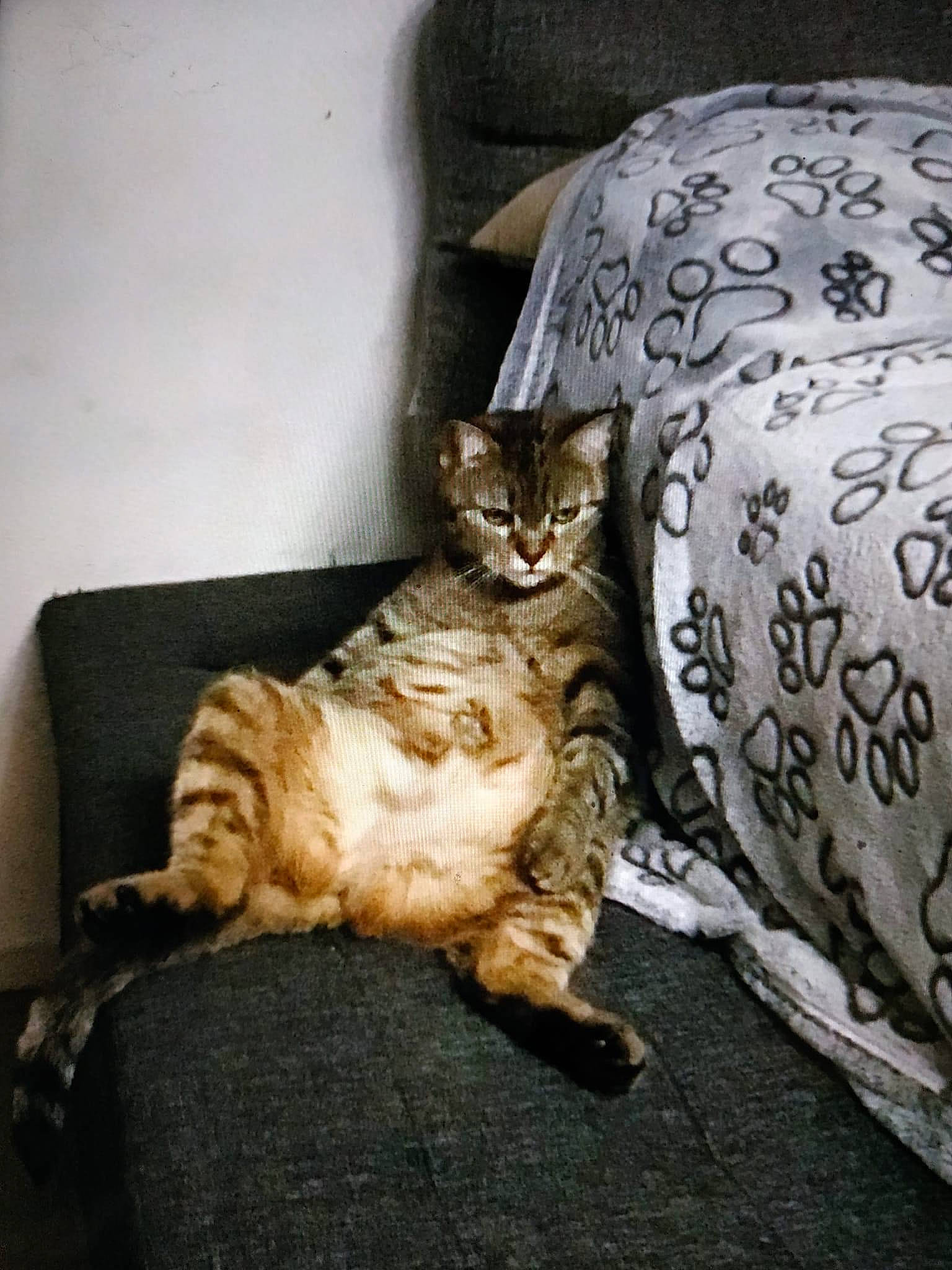 Luna participe au concours pour gagner de l'argent avec cette photo : bedding, carnivore, cat, claw, comfort, couch, domestic_short_haired_cat, felidae, fur, linens, paw, pillow, plant, room, sitting, small_to_medium_sized_cats, tail, tree, vertebrate, whiskers