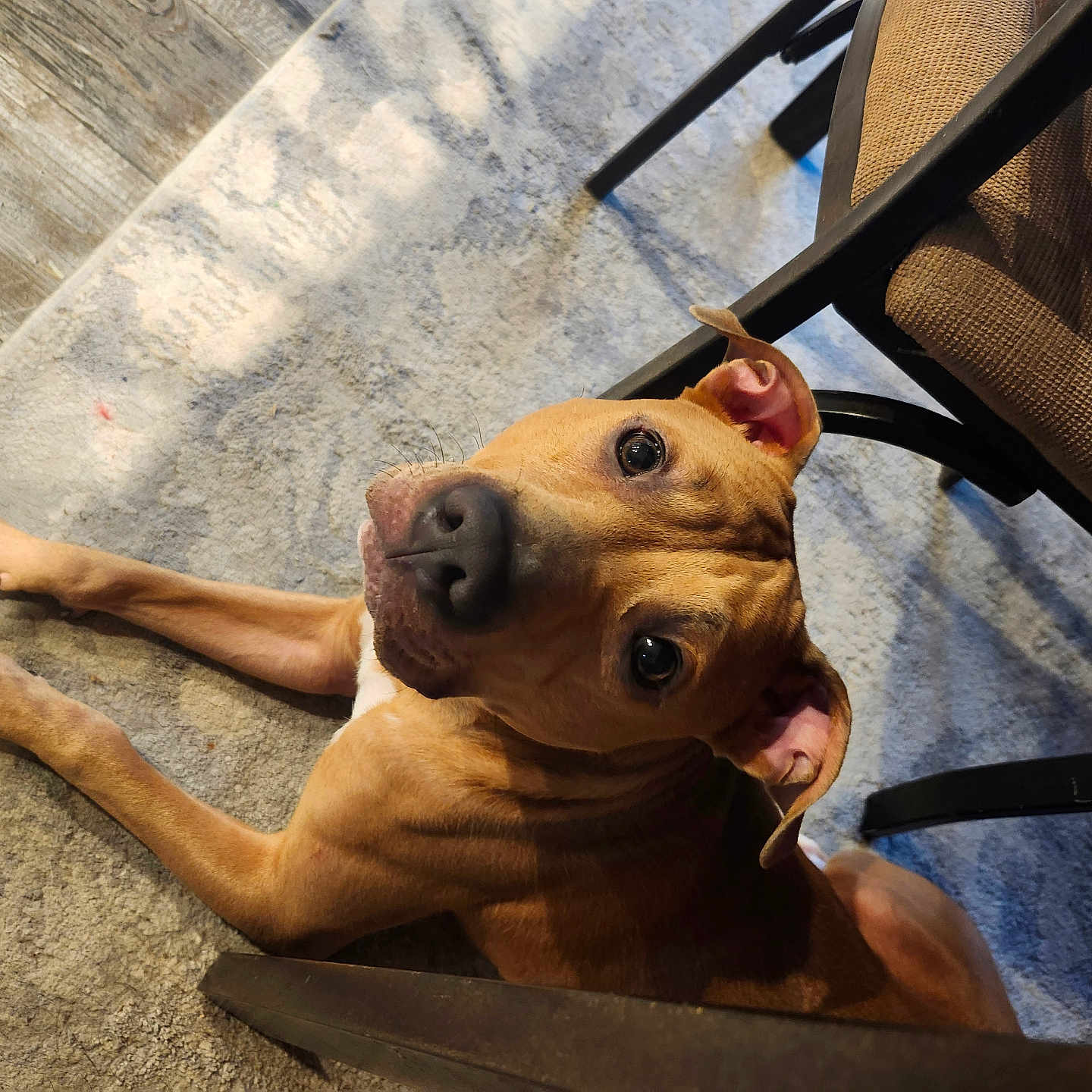 Nala Nichole joined the competition — help win amazing prizes! accessories, animal, armchair, boxer, bulldog, canine, chair, dog, furniture, hardwood, hound, indoors, labradorretriever, pet, pitbull, plywood, pointer, puppy, strap, wood