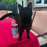 Kobbie is registered to the contest to win money with this photo: animal, black_cat, brick_wall, cat, chair, curious, daylight, ears, furniture, glass_window, greenery, outdoor, patio, pet, plant, red_tablecloth, table, water_bottle, whiskers, window