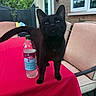 animal, black_cat, brick_wall, cat, chair, curious, daylight, ears, furniture, glass_window, greenery, outdoor, patio, pet, plant, red_tablecloth, table, water_bottle, whiskers, window