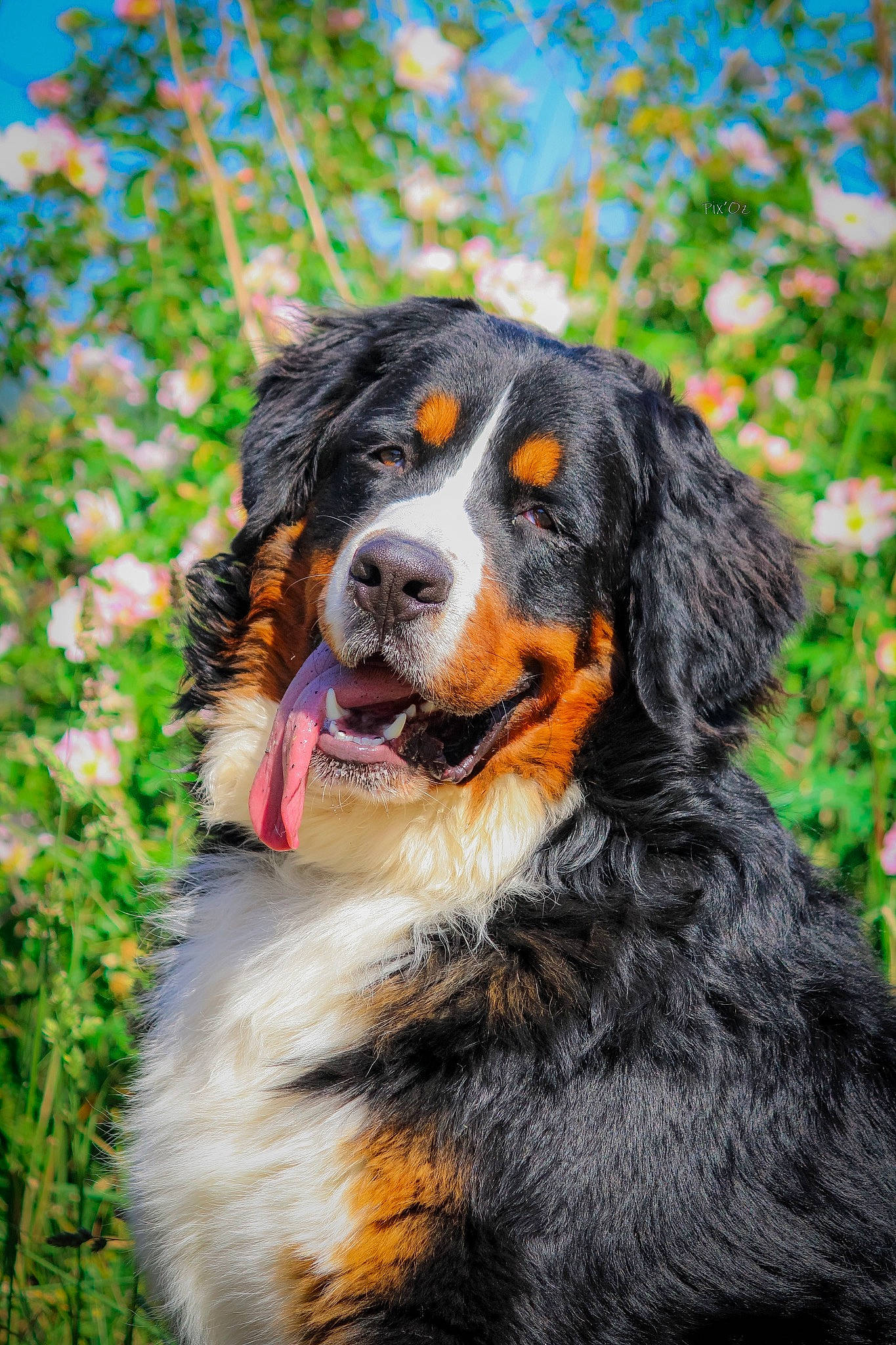 Pasha a rejoint le concours — aidez-le/la à gagner de superbes lots ! bernese_mountain_dog, canidae, carnivore, companion_dog, dog, dog_breed, english_shepherd, giant_dog_breed, mammal, snout, sporting_group, vertebrate, working_dog