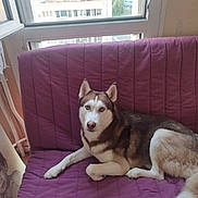 Titan a rejoint le concours — aidez-le/la à gagner de superbes lots ! animal, blue_eyes, canine, comfort, dog, domestic, fur, furniture, house, husky, indoor, laying_down, living_room, looking_at_camera, natural_light, pet, portrait, purple_couch, relaxed, window