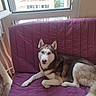 animal, blue_eyes, canine, comfort, dog, domestic, fur, furniture, house, husky, indoor, laying_down, living_room, looking_at_camera, natural_light, pet, portrait, purple_couch, relaxed, window