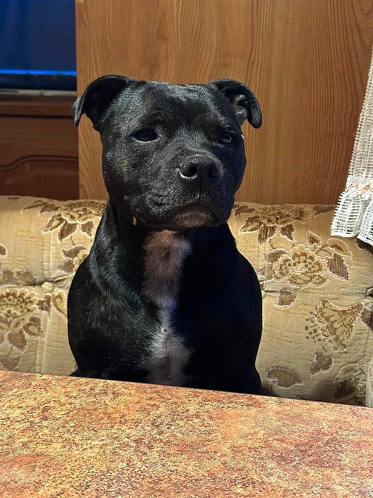 Spike participe au concours pour gagner de l'argent avec cette photo : canidae, carnivore, companion_dog, dog, dog_breed, fawn, guard_dog, non_sporting_group, pet_supply, plant, snout, sporting_group, terrestrial_animal, toy_dog, whiskers, working_animal