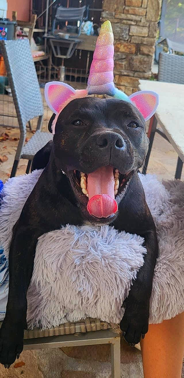 Spike a rejoint le concours — aidez-le/la à gagner de superbes lots ! canidae, carnivore, chair, collar, companion_dog, dog, dog_breed, fang, fawn, fur, liver, magenta, natural_material, non_sporting_group, outdoor_furniture, snout, sporting_group, terrestrial_animal, whiskers, working_animal