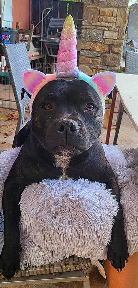 Spike a rejoint le concours — aidez-le/la à gagner de superbes lots ! ancient_dog_breeds, beard, canidae, carnivore, companion_dog, dog, dog_breed, dog_supply, fawn, fur, magenta, non_sporting_group, snout, snow, sporting_group, terrestrial_animal, toy_dog, vegetable, whiskers, working_animal