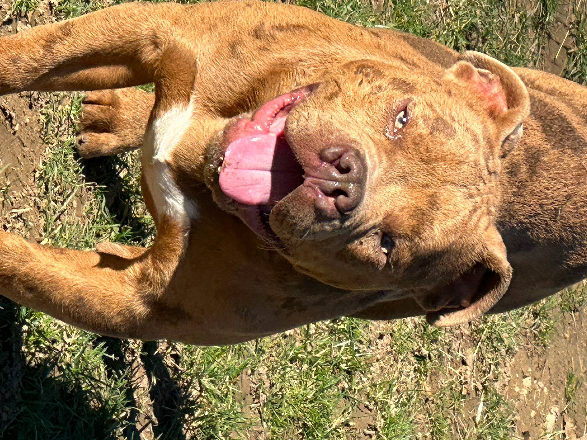 Scarface a rejoint le concours — aidez-le/la à gagner de superbes lots ! fawn, flesh, fur, grass, grassland, horn, landscape, natural_material, plant, snout, suidae, terrestrial_animal, whiskers, wildlife, wrinkle