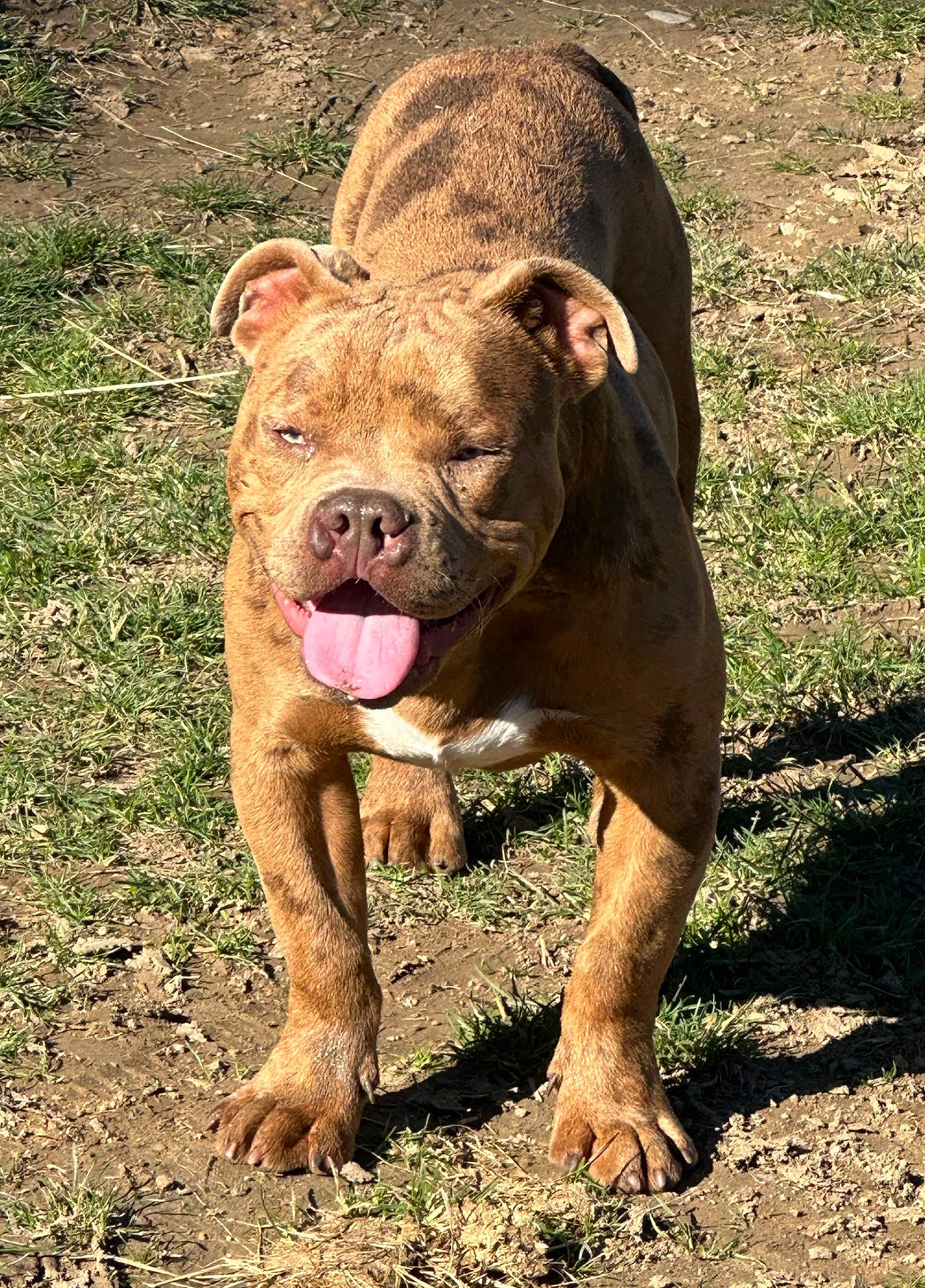 Scarface a rejoint le concours — aidez-le/la à gagner de superbes lots ! canidae, carnivore, dog, dog_breed, eye, fawn, grass, head, liver, molosser, non_sporting_group, plant, snout, soil, sporting_group, terrestrial_animal, whiskers, wildlife, working_animal