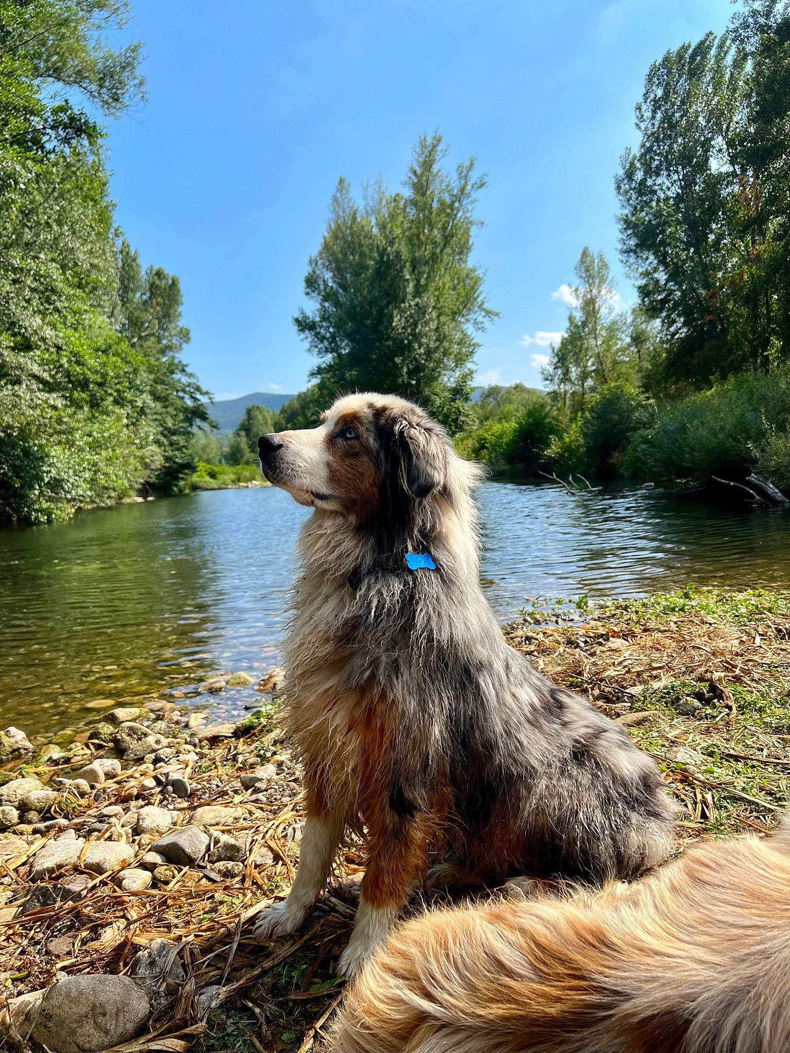 Aïko participe au concours pour gagner de l'argent avec cette photo : canidae, carnivore, cloud, companion_dog, dog, dog_breed, fawn, grass, lake, liver, natural_landscape, plant, reservoir, sky, sporting_group, tree, water, water_resources, watercourse, working_animal