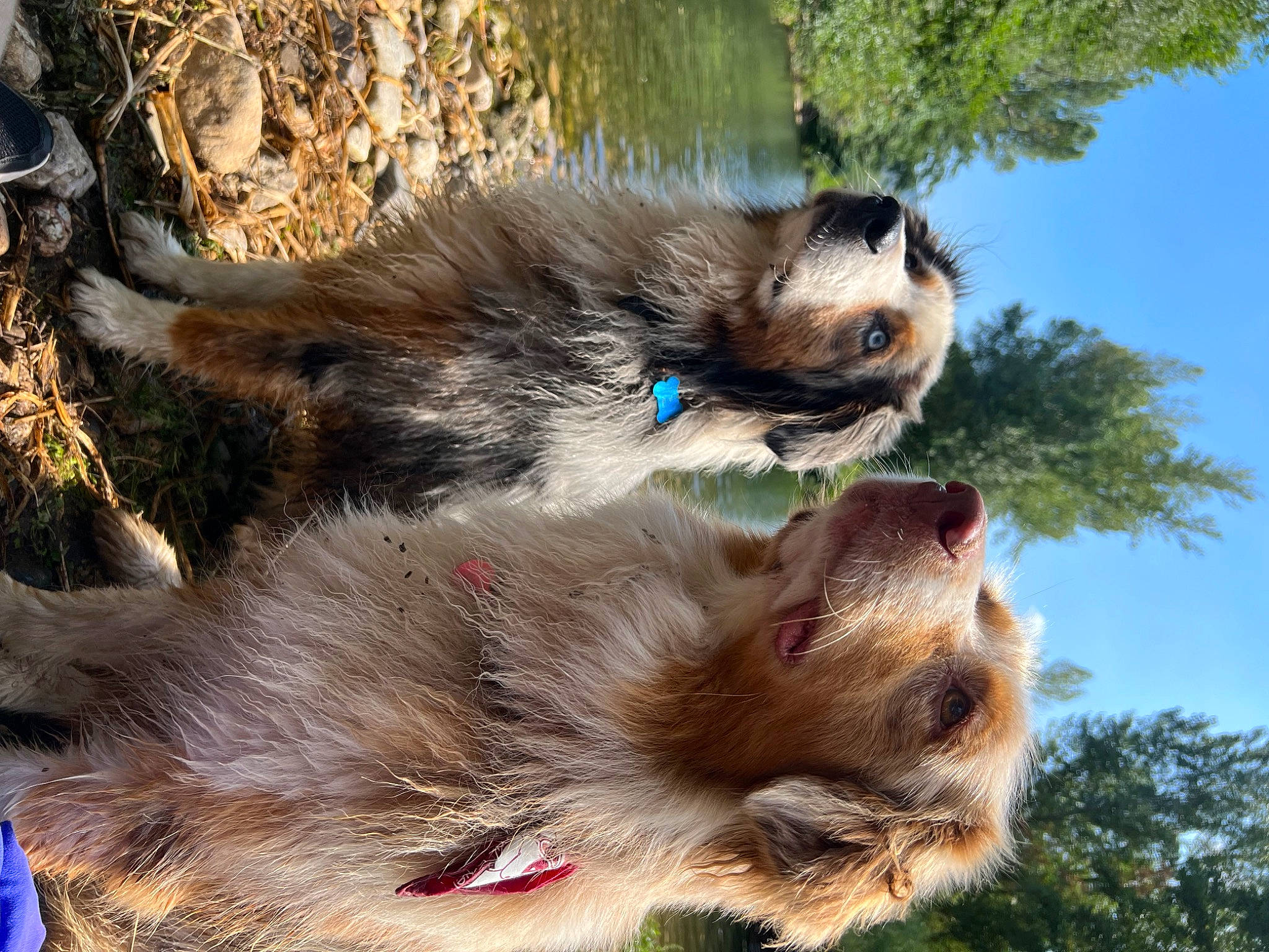 Aïko a rejoint le concours — aidez-le/la à gagner de superbes lots ! ancient_dog_breeds, canidae, carnivore, companion_dog, dog, dog_breed, fawn, fur, german_spitz_mittel, paw, sky, snout, sporting_group, tail, terrestrial_animal, tree, water, wildlife, working_animal