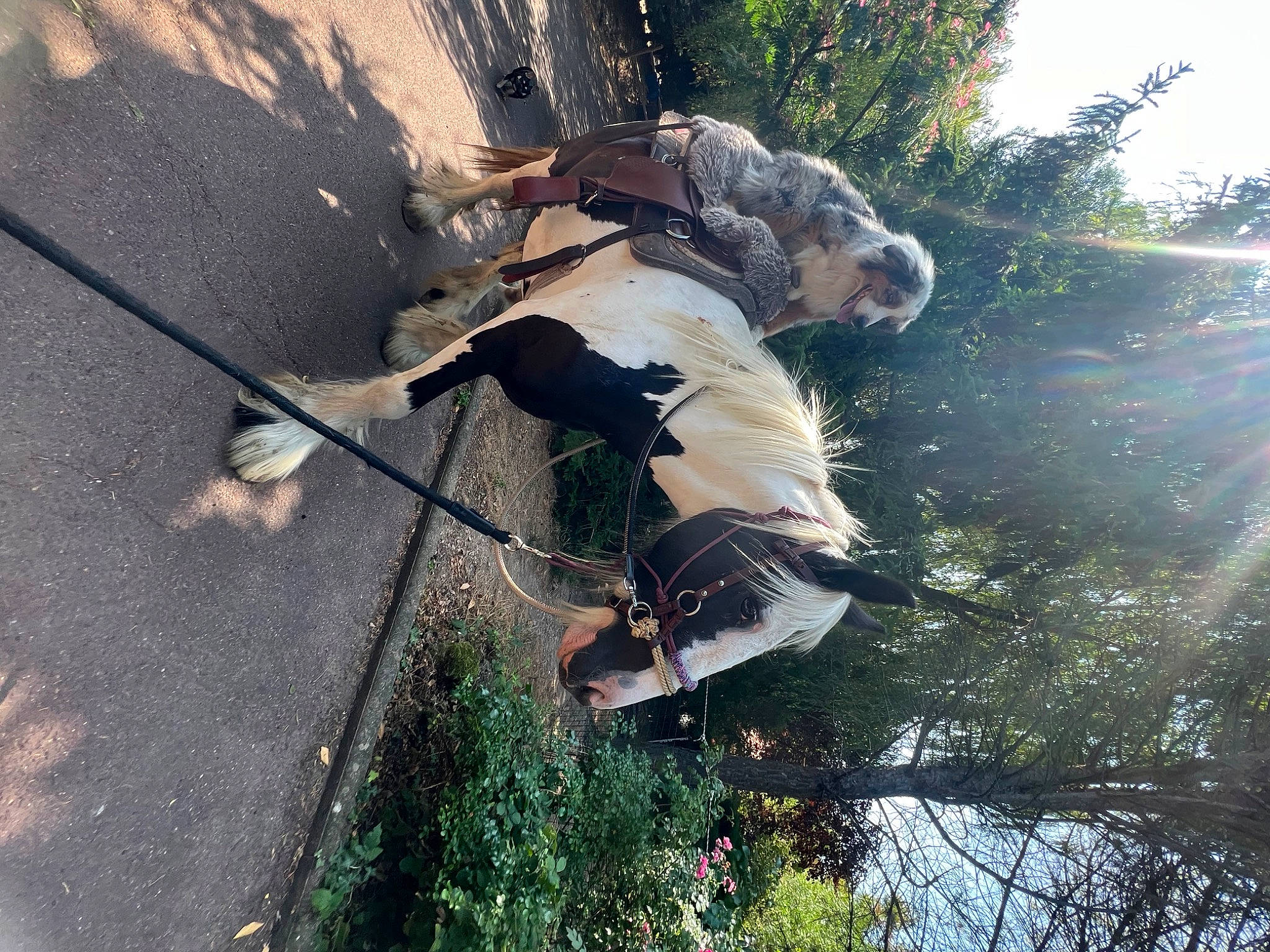 Aïko participe au concours pour gagner de l'argent avec cette photo : adventure, asphalt, dog, extreme_sport, fun, grass, happy, leisure, people_in_nature, plant, recreation, reflection, road_surface, shadow, sky, soil, sporting_group, tail, tints_and_shades, tree