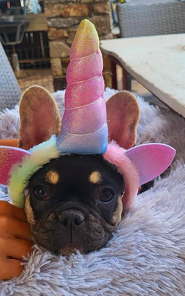 Buffy participe au concours pour gagner de l'argent avec cette photo : carnivore, companion_dog, cone, costume_hat, dog, dog_breed, fashion_accessory, fawn, hat, mammal, party_hat, pink, pug, snout, sporting_group, terrestrial_animal, toy_dog, whiskers, working_animal, wrinkle