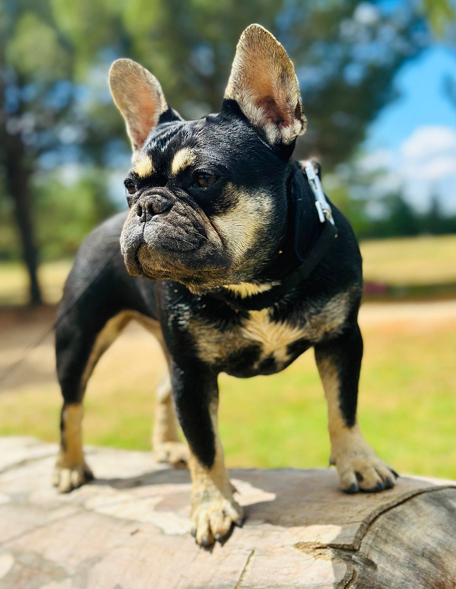 Buffy participe au concours pour gagner de l'argent avec cette photo : bulldog, canidae, carnivore, companion_dog, dog, dog_breed, dog_collar, ear, fawn, grass, molosser, sculpture, snout, sporting_group, terrestrial_animal, toy_dog, tree, wood, working_animal, working_dog