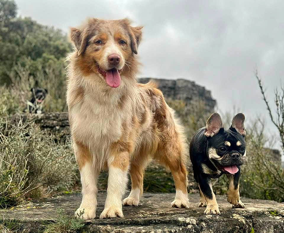 Buffy participe au concours pour gagner de l'argent avec cette photo : canidae, carnivore, cloud, companion_dog, dog, dog_breed, fun, fur, herding_dog, plant, sky, sporting_group, street_dog, terrestrial_animal, tree, walking, wildlife, working_dog