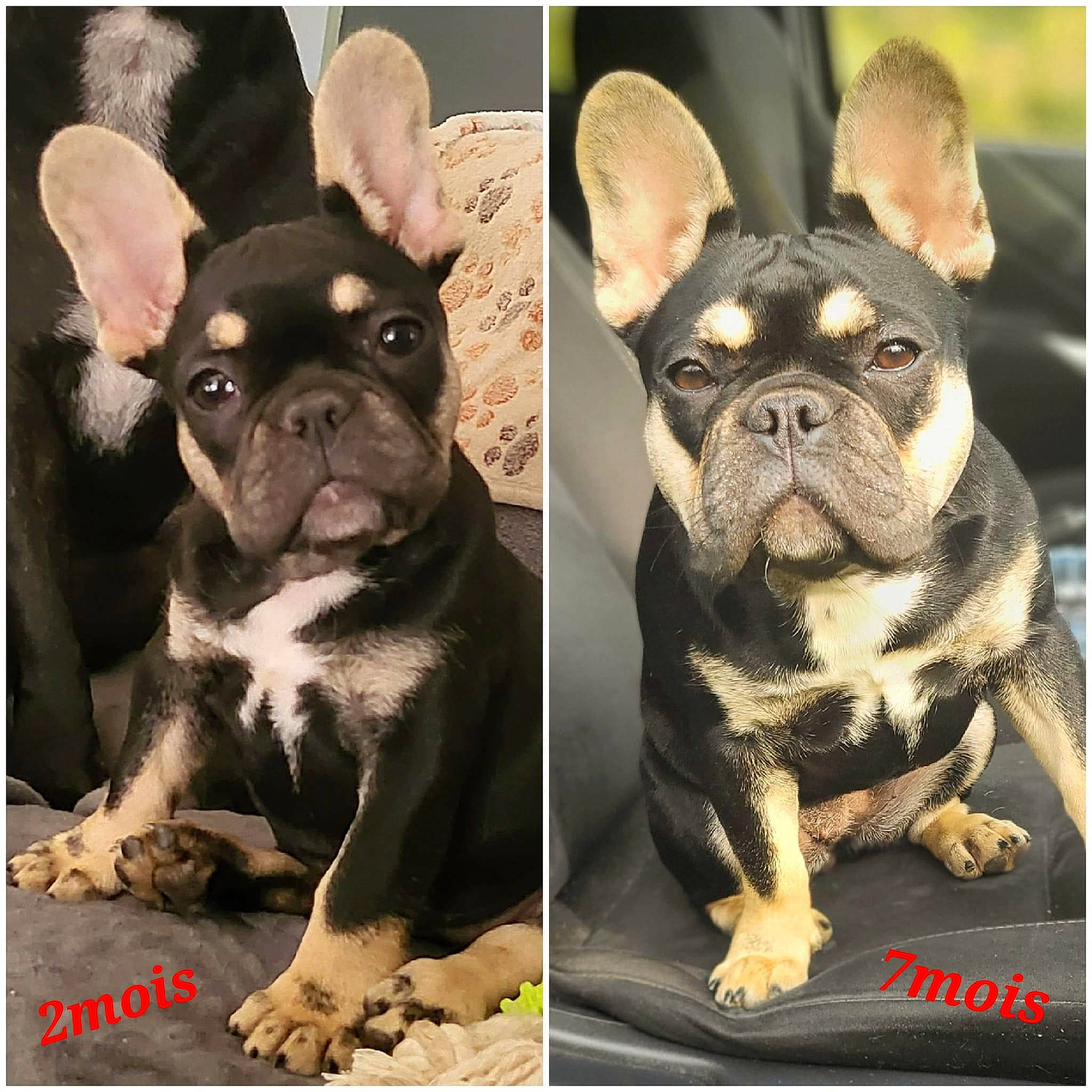 Buffy a rejoint le concours — aidez-le/la à gagner de superbes lots ! beauty, bulldog, canidae, carnivore, companion_dog, dog, dog_breed, ear, eye, fawn, non_sporting_group, photography, puppy, snout, terrestrial_animal, toy_dog, whiskers, working_animal, wrinkle