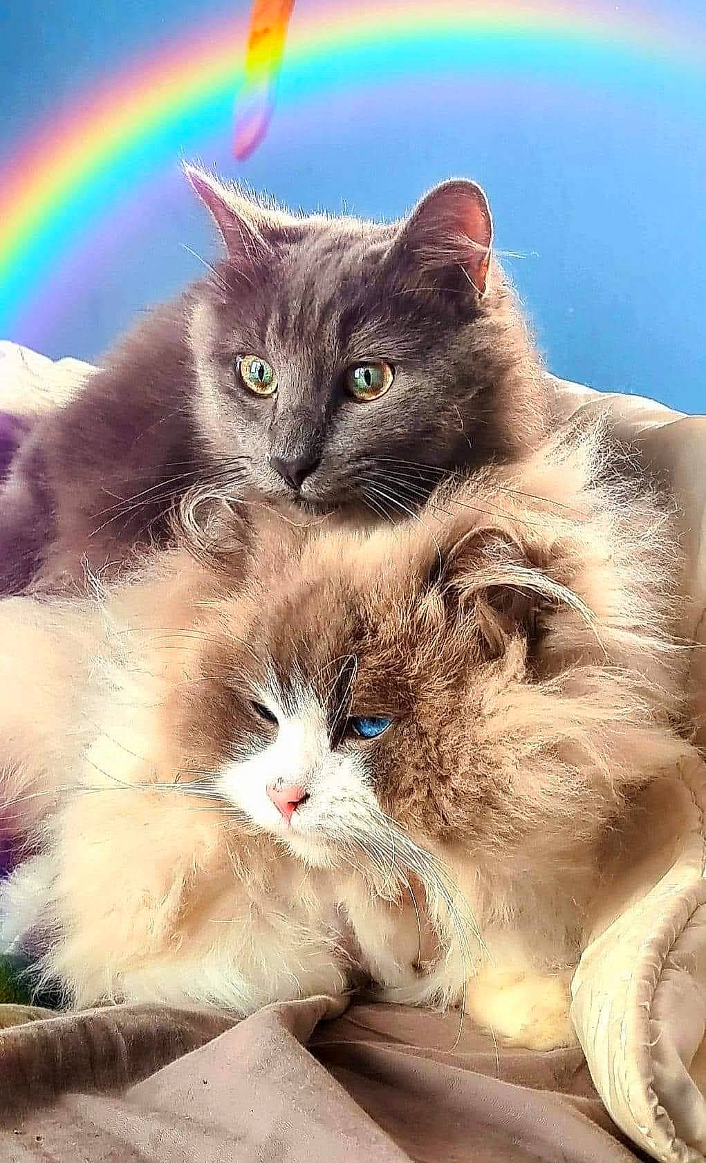Lemon a rejoint le concours — aidez-le/la à gagner de superbes lots ! carnivore, cat, circle, claw, domestic_short_haired_cat, fawn, felidae, fur, mammal, paw, photo_caption, photography, plant, rainbow, small_to_medium_sized_cats, snout, tail, vertebrate, whiskers