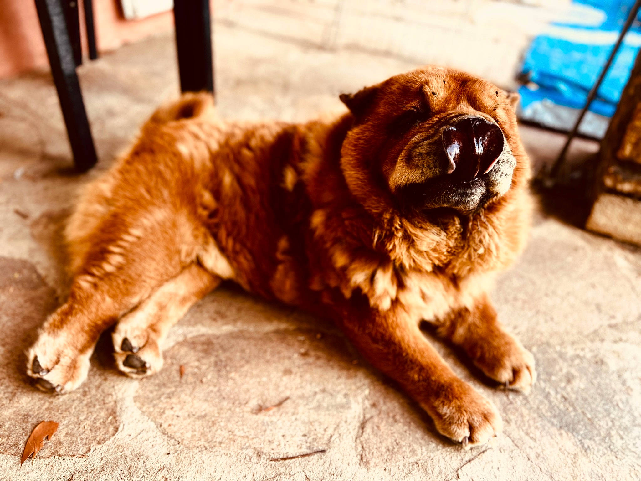 Matchow a rejoint le concours — aidez-le/la à gagner de superbes lots ! canidae, carnivore, collar, companion_dog, dog, dog_breed, door, fawn, flooring, fur, liver, paw, road_surface, snout, sporting_group, tail, terrestrial_animal, whiskers, wood, working_animal