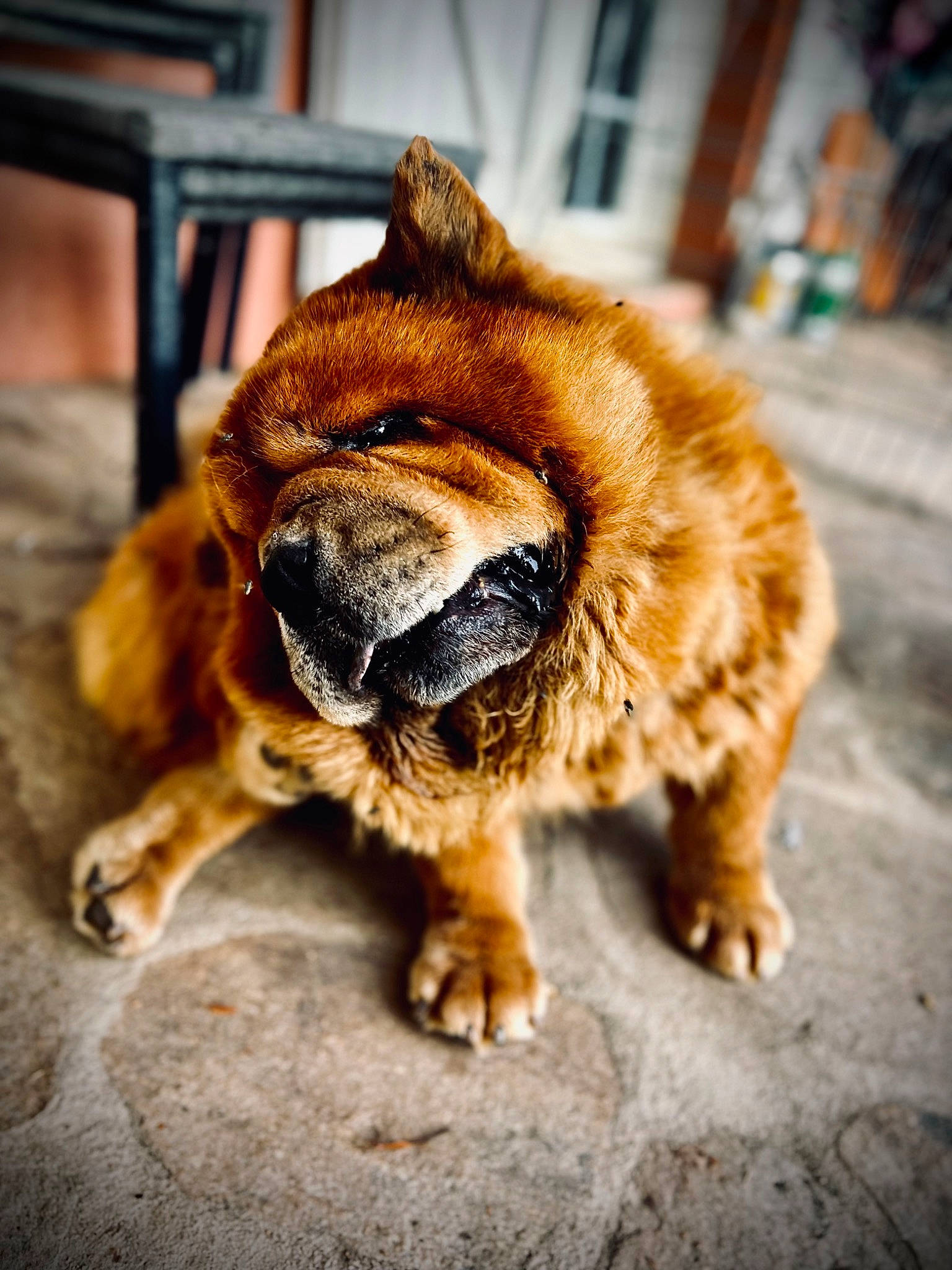 Matchow participe au concours pour gagner de l'argent avec cette photo : carnivore, claw, close_up, companion_dog, dog, dog_breed, eye, fawn, felidae, fur, liver, paw, road_surface, snout, sporting_group, tail, terrestrial_animal, whiskers, wood, working_animal