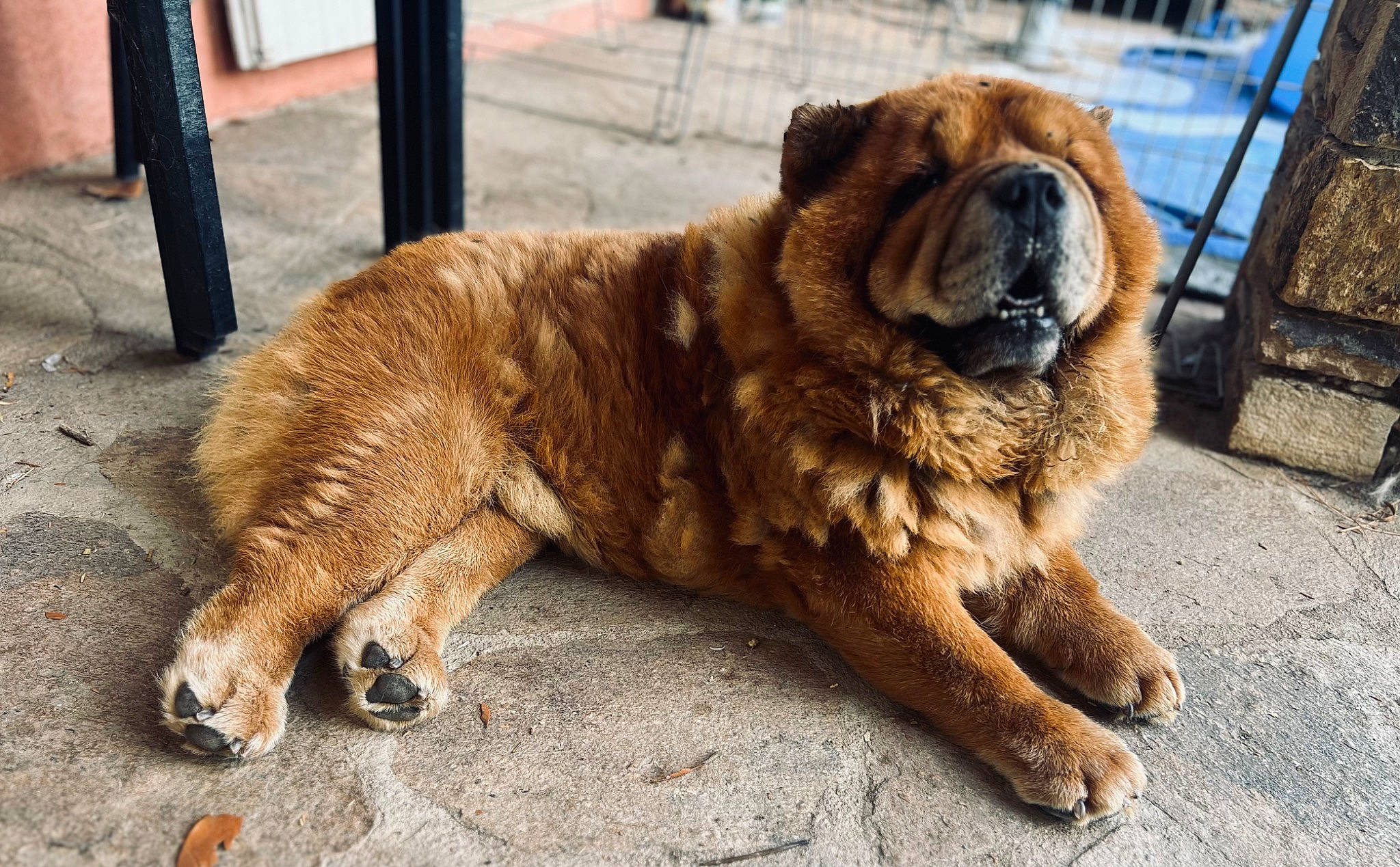Matchow a rejoint le concours — aidez-le/la à gagner de superbes lots ! ancient_dog_breeds, canidae, carnivore, claw, companion_dog, dog, dog_breed, fawn, fur, liver, paw, shar_pei, sporting_group, tail, terrestrial_animal, whiskers, working_animal, working_dog, wrinkle