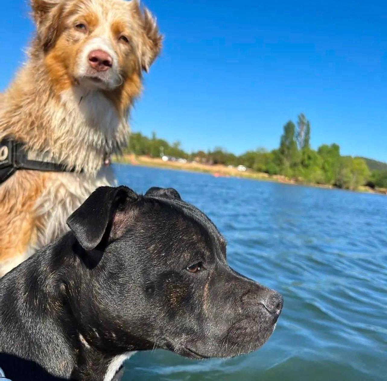 Sushis participe au concours pour gagner de l'argent avec cette photo : canidae, carnivore, collar, companion_dog, dog, dog_breed, dog_collar, dog_supply, lake, leash, plant, sky, small_terrier, snout, sporting_group, terrier, tree, water, water_dog, working_animal