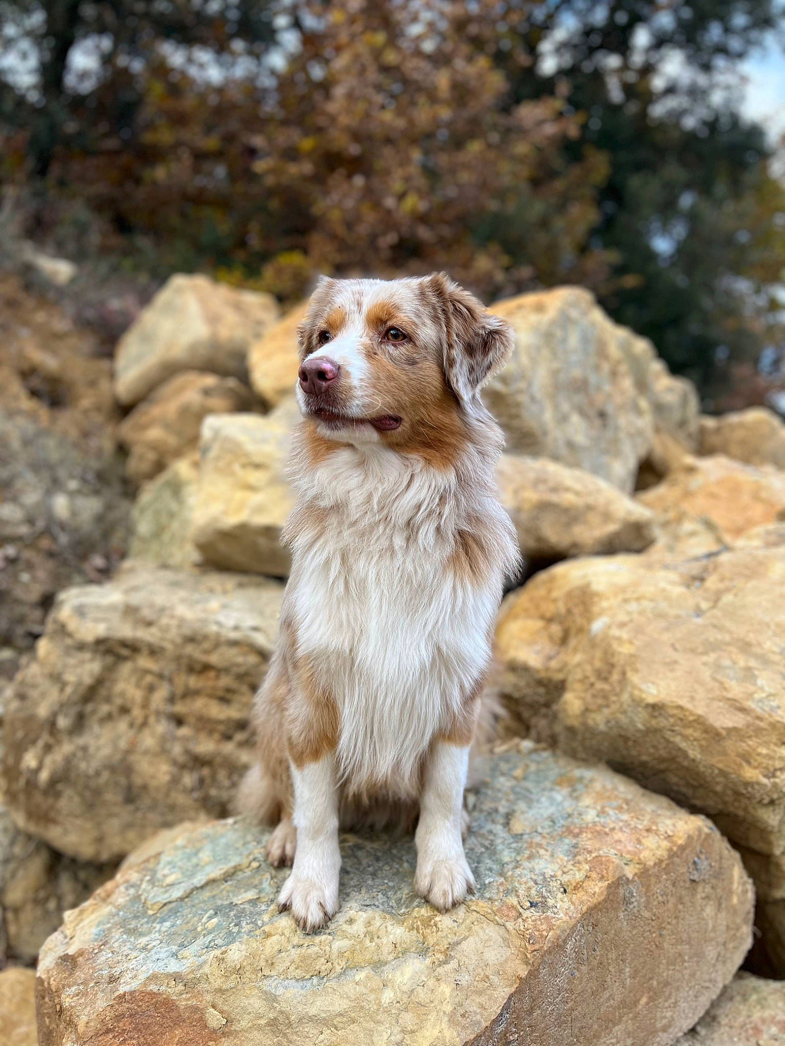 Sushis participe au concours pour gagner de l'argent avec cette photo : bedrock, carnivore, companion_dog, dog, dog_breed, fawn, gun_dog, liver, plant, rock, soil, sporting_group, terrestrial_animal, tree, wildlife, wood