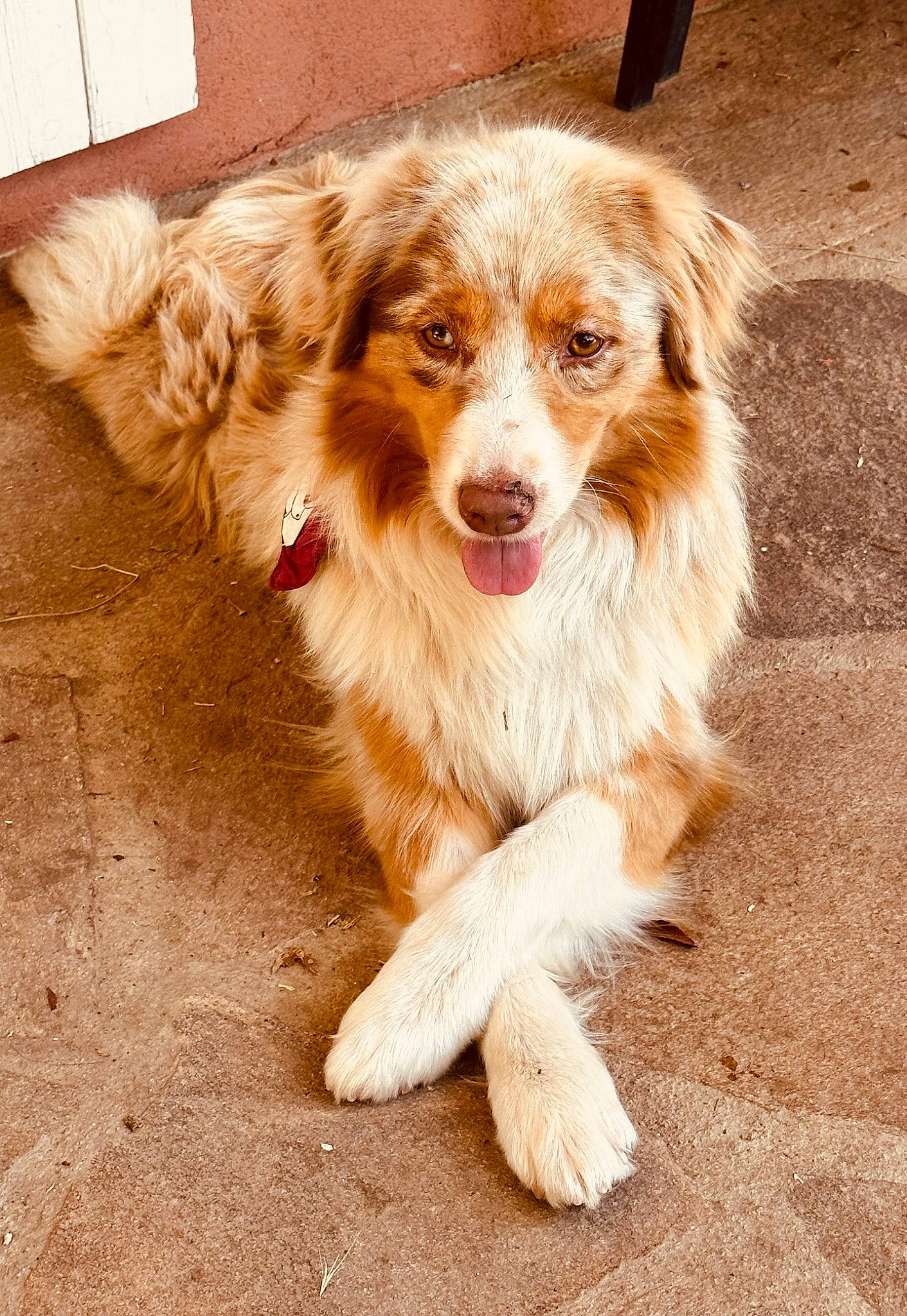 Sushis participe au concours pour gagner de l'argent avec cette photo : australian_collie, australian_shepherd, canidae, carnivore, companion_dog, dog, dog_breed, fur, herding_dog, liver, miniature_australian_shepherd, plant, puppy, snout, sporting_group, street_dog, terrestrial_animal, toy_dog, whiskers, working_dog