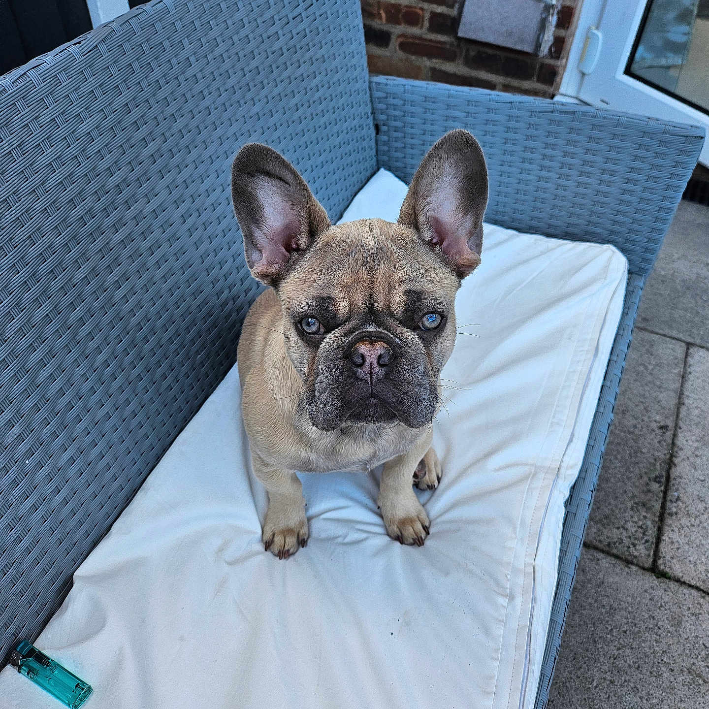Ronnie is registered to the contest to win money with this photo: animal, bed, bulldog, canine, chair, couch, cushion, dog, dogbed, frenchbulldog, furniture, homedecor, person, pet, pitbull, pug, puppy, sleeping