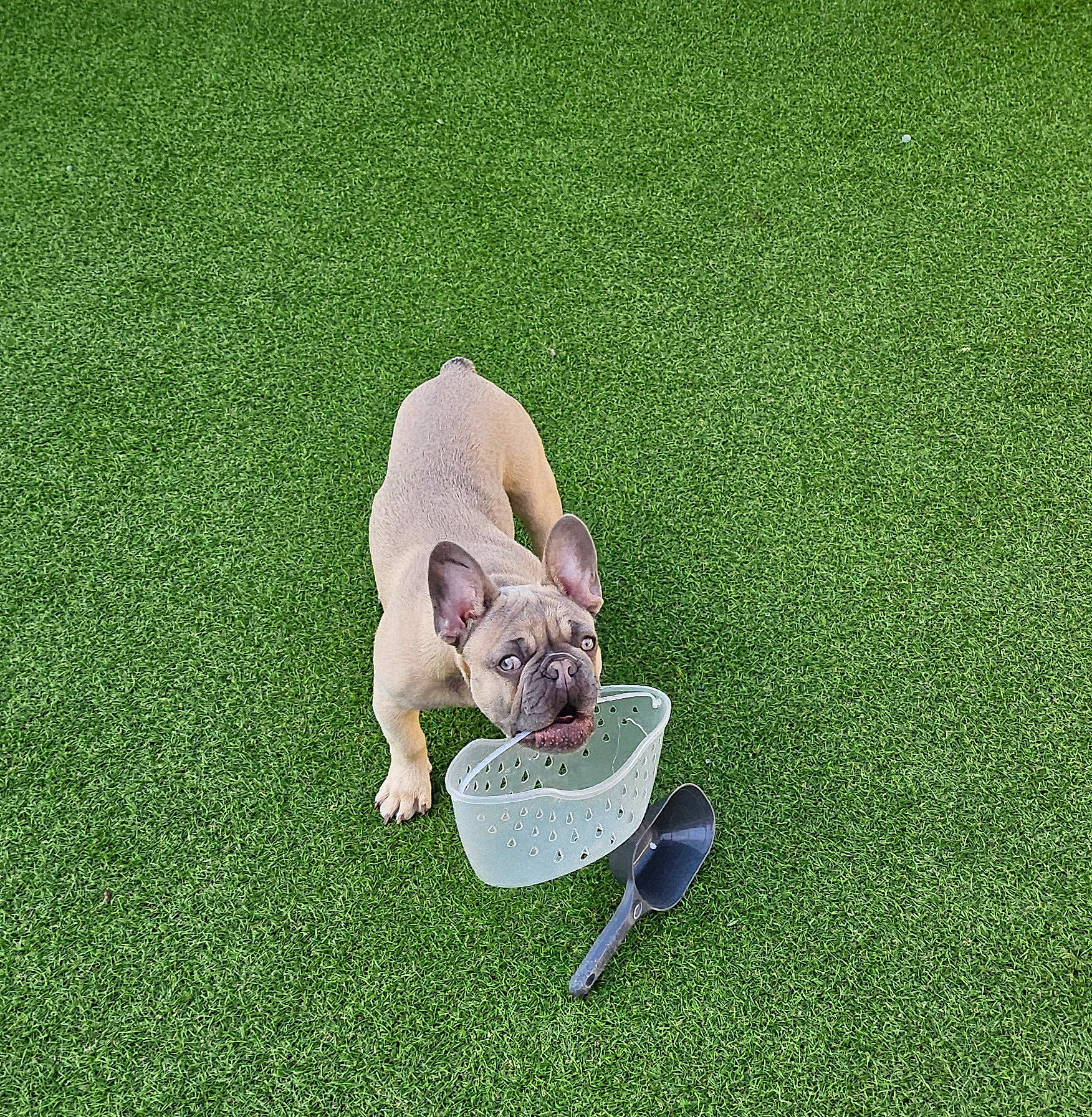 Ronnie joined the competition — help win amazing prizes! animal, ball, baseball, baseballball, bowl, boxer, bulldog, canine, cutlery, dog, frenchbulldog, grass, lawn, pet, pitbull, plant, puppy, soil, spoon, sport