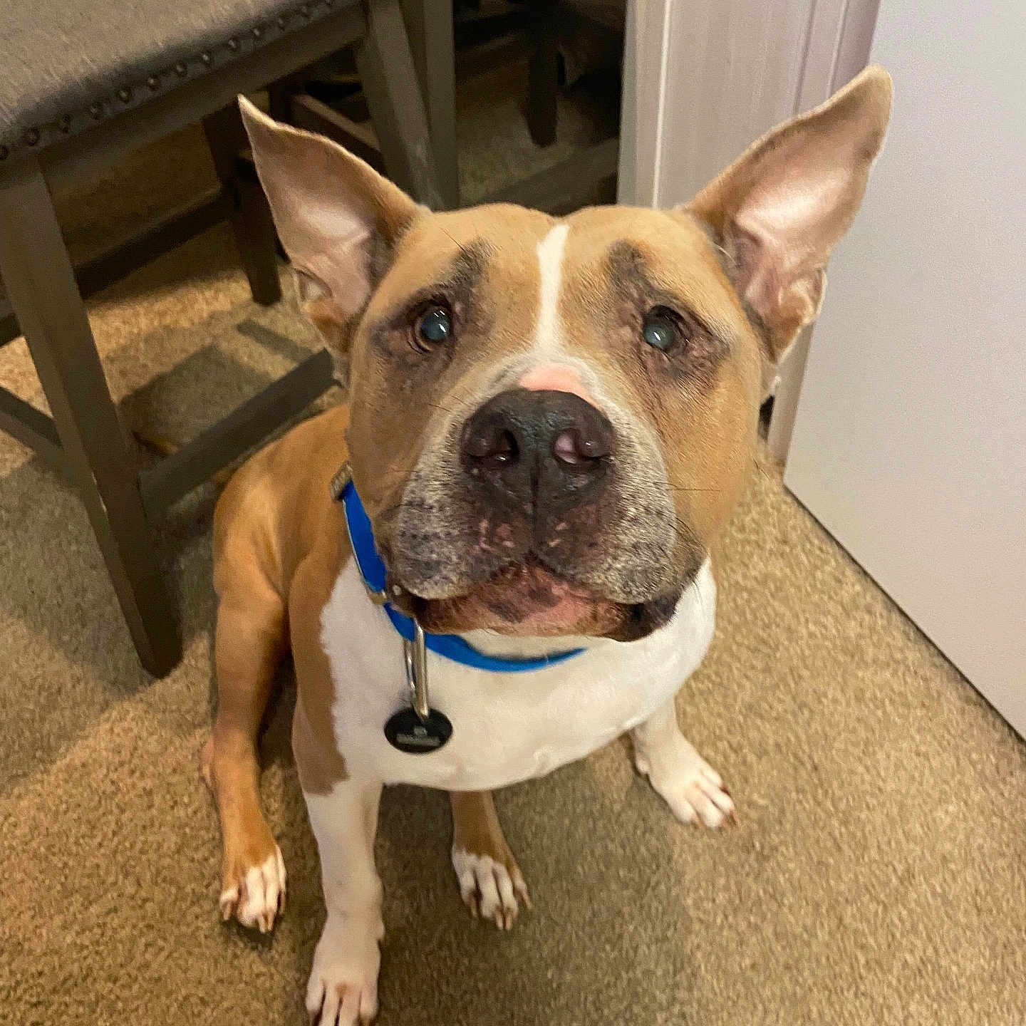 Diesel is registered to the contest to win money with this photo: accessories, animal, boxer, bulldog, canine, chair, dog, frenchbulldog, furniture, hound, indoors, interiordesign, pet, pitbull, plant, pottedplant, puppy, snout, strap, table