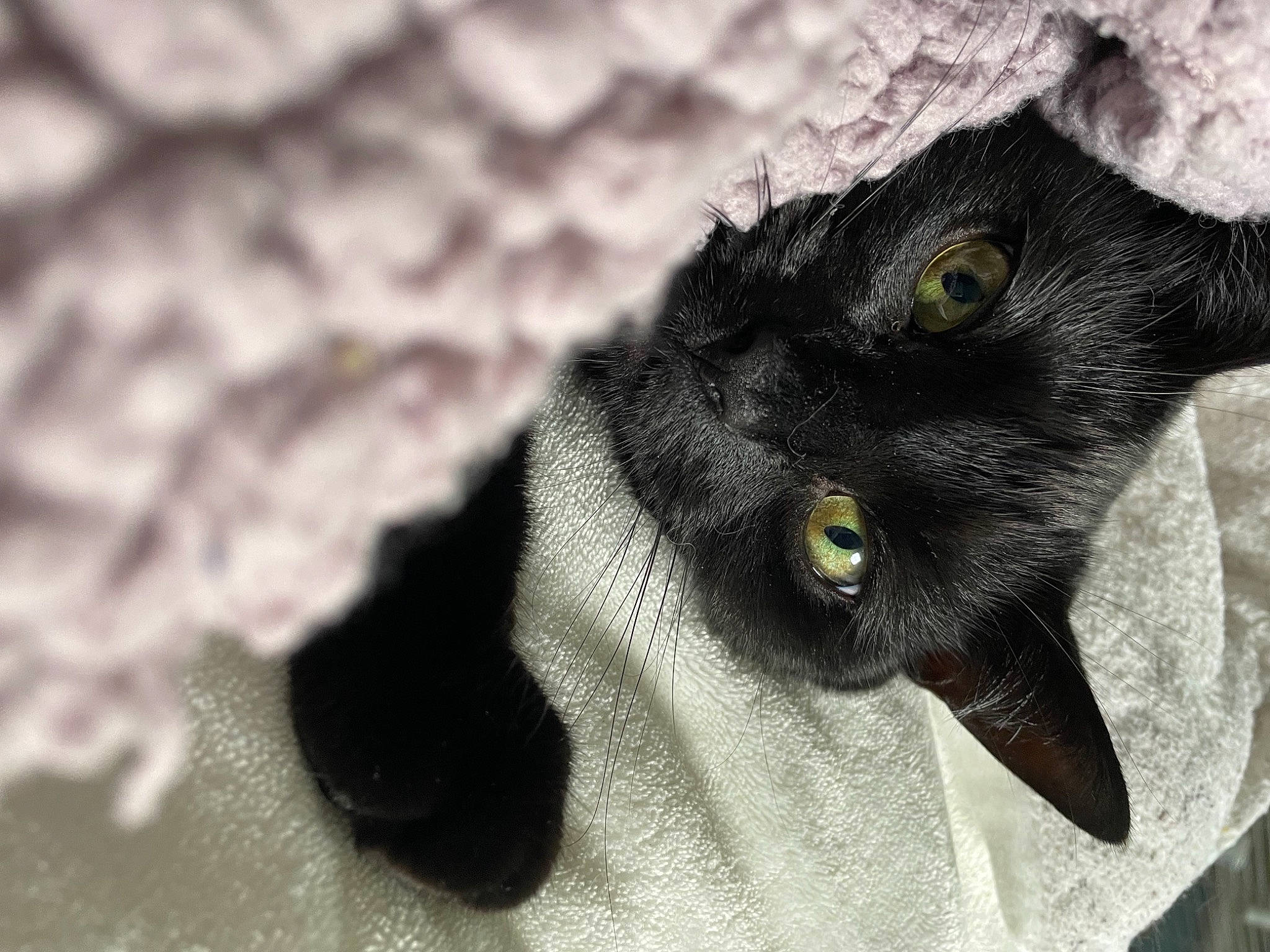 Shat Cat joined the competition — help win amazing prizes! black_cat, bombay, carnivore, cat, domestic_short_haired_cat, ear, felidae, fur, grey, iris, macro_photography, plant, small_to_medium_sized_cats, snout, whiskers