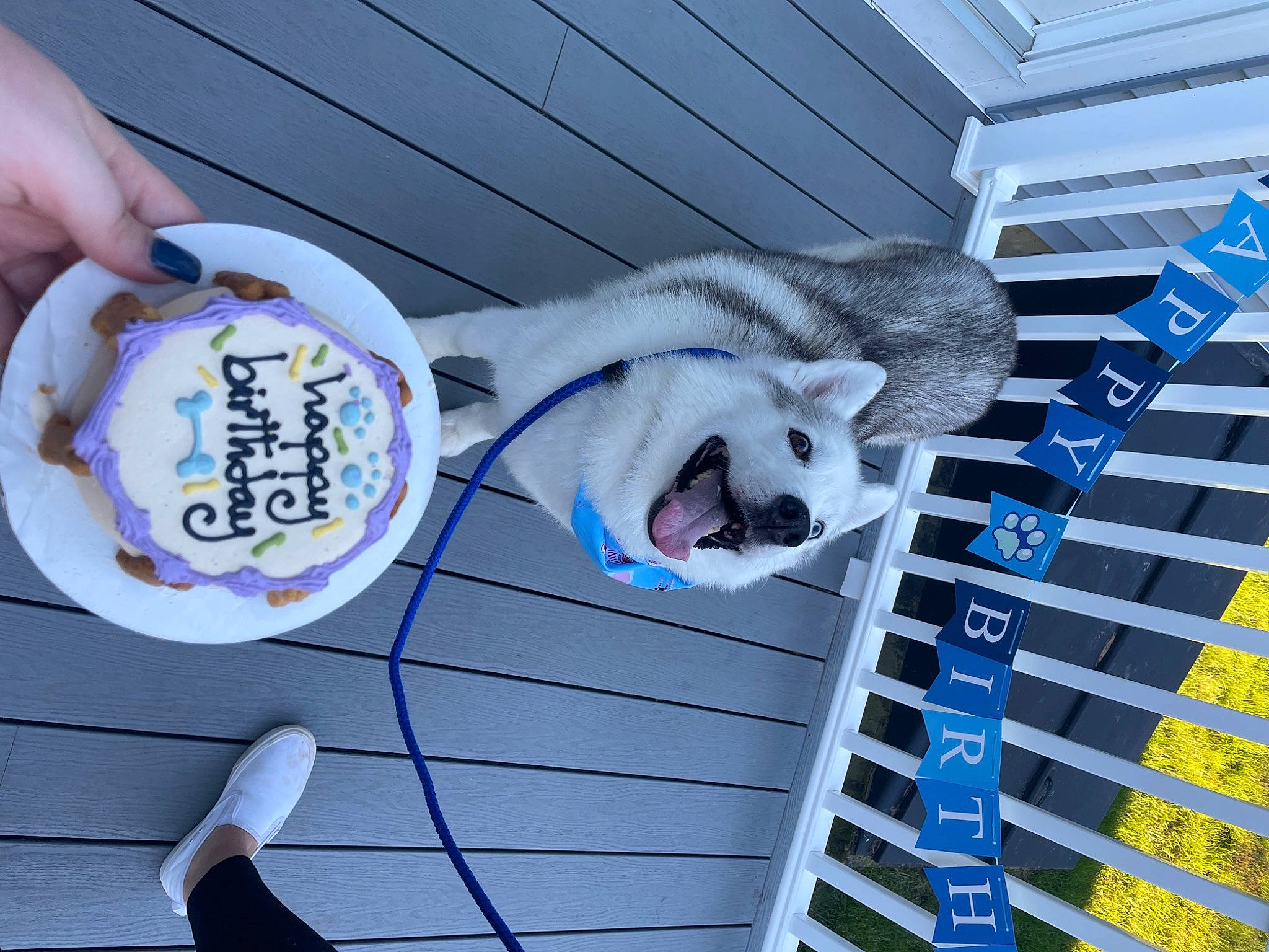 Nahla joined the competition — help win amazing prizes! animal_shelter, building, cage, canidae, carmine, carnivore, comfort_food, companion_dog, dog, dog_breed, electric_blue, font, line, mammal, pet_supply, snout, stuffed_toy, toy