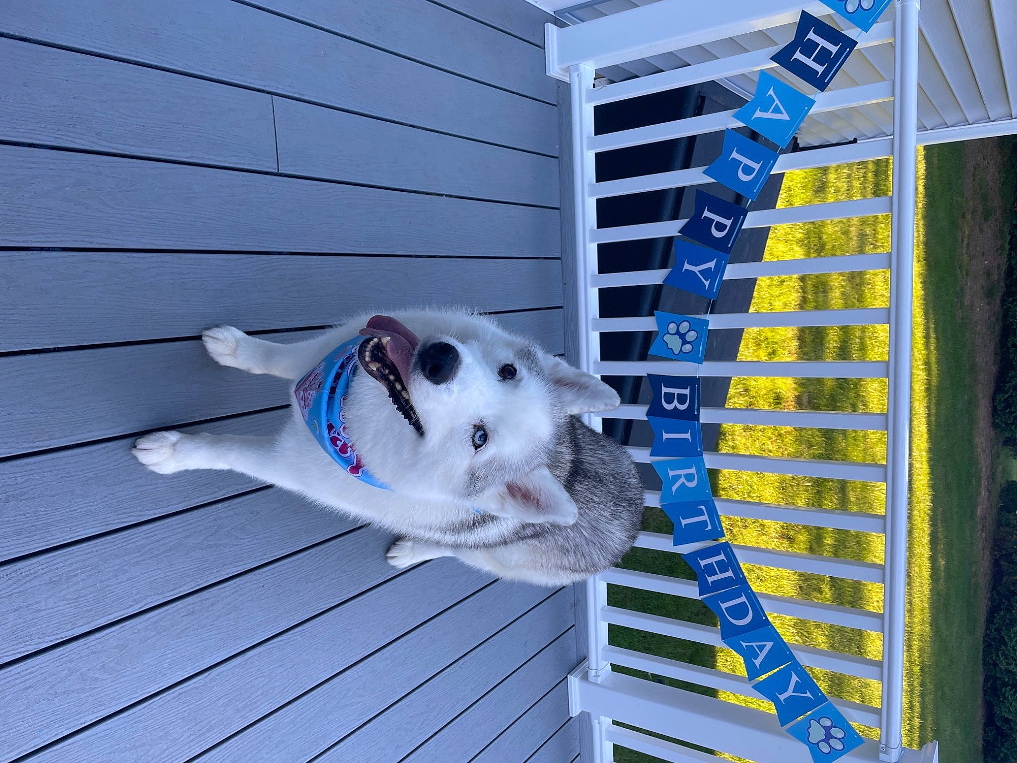 Nahla joined the competition — help win amazing prizes! building, canidae, carnivore, collar, companion_dog, dog, dog_breed, dog_supply, electric_blue, electrical_supply, engineering, facade, line, machine, pet_supply, siding, snout, sporting_group, tail, wood