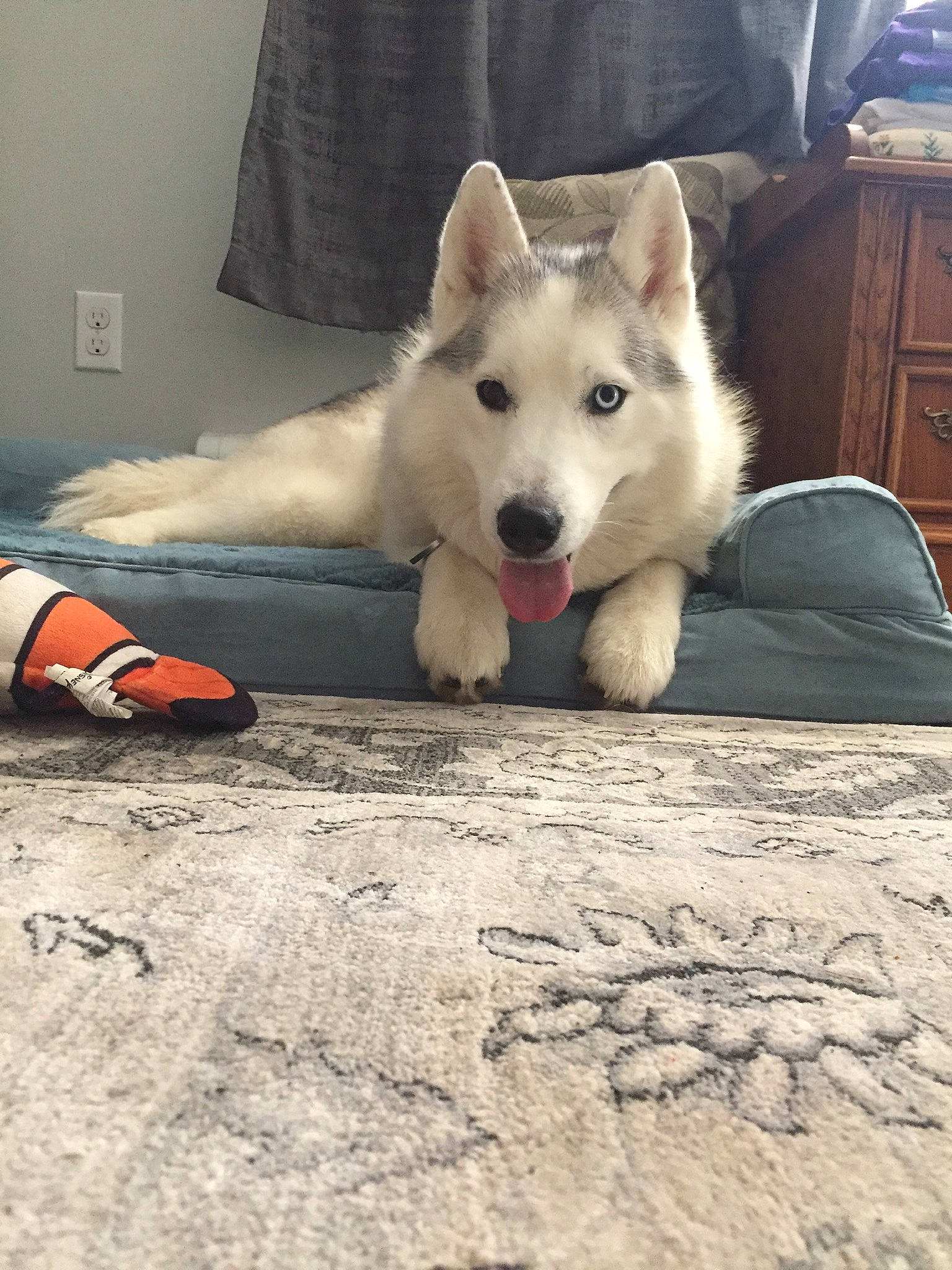 Nahla is registered to the contest to win money with this photo: cabinetry, carnivore, chest_of_drawers, comfort, companion_dog, cupboard, dog, dog_breed, drawer, fawn, floor, flooring, giant_dog_breed, grey, mammal, snout, tail, tree, wood, working_animal