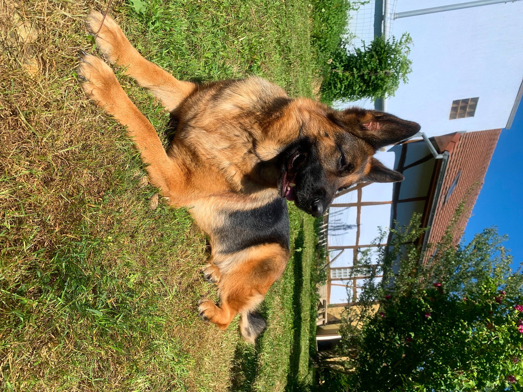 Princess participe au concours pour gagner de l'argent avec cette photo : canidae, carnivore, collar, companion_dog, dog, dog_breed, east_european_shepherd, fawn, german_shepherd_dog, gesture, grass, herding_dog, king_shepherd, old_german_shepherd_dog, plant, snout, sporting_group, tail, tree, working_animal