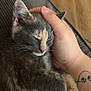 Nala joined the competition — help win amazing prizes! kitten, cat, sleeping, hand, pet, feline, resting, close_up, fur, cozy, indoor, comfort, animal, paw, tattoo, human_hand, wood_floor, texture, relaxation, domestic_animal