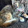 Nala is registered to the contest to win money with this photo: cat, feline, pet, animal, fur, collar, pink_collar, whiskers, ears, yellow_eyes, relaxed, indoor, close_up, sitting, cute, tabby, multicolor_fur, paw, tail, sofa