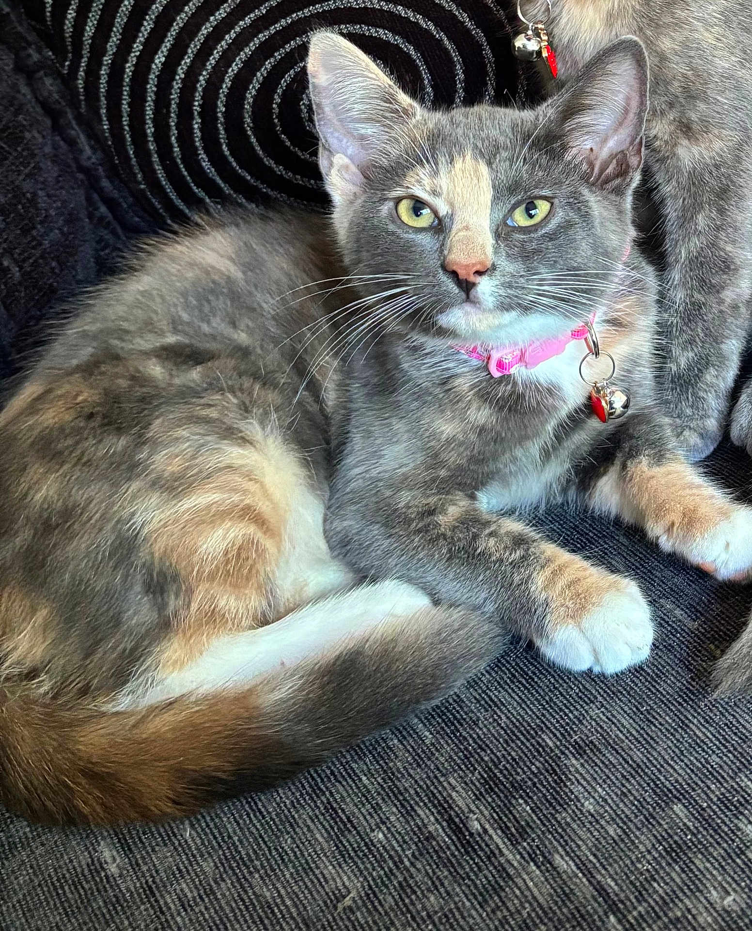 Nala