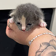 Nala is registered to the contest to win money with this photo: kitten, cat, animal, pet, hand, paw, furry, gray, pink, tattoo, rose_tattoo, bracelet, beads, closeup, indoor, cute, small, young, feline, resting