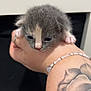 kitten, cat, animal, pet, hand, paw, furry, gray, pink, tattoo, rose_tattoo, bracelet, beads, closeup, indoor, cute, small, young, feline, resting