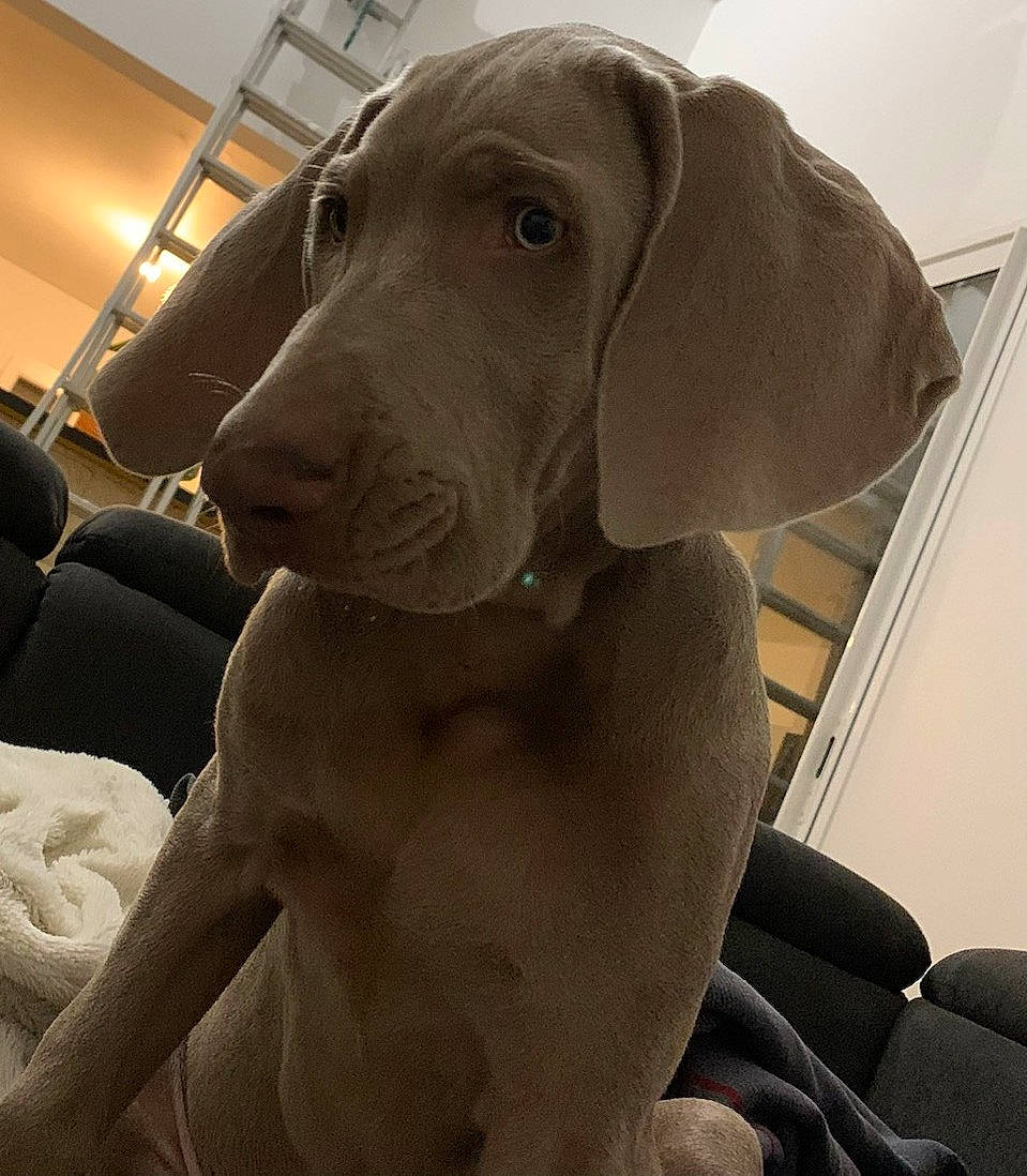 Tellus participe au concours pour gagner de l'argent avec cette photo : canidae, carnivore, comfort, companion_dog, dog, dog_breed, dog_collar, fawn, hunting_dog, liver, metal, non_sporting_group, puppy, selfie, snout, sporting_group, vehicle_door, whiskers, working_animal, working_dog