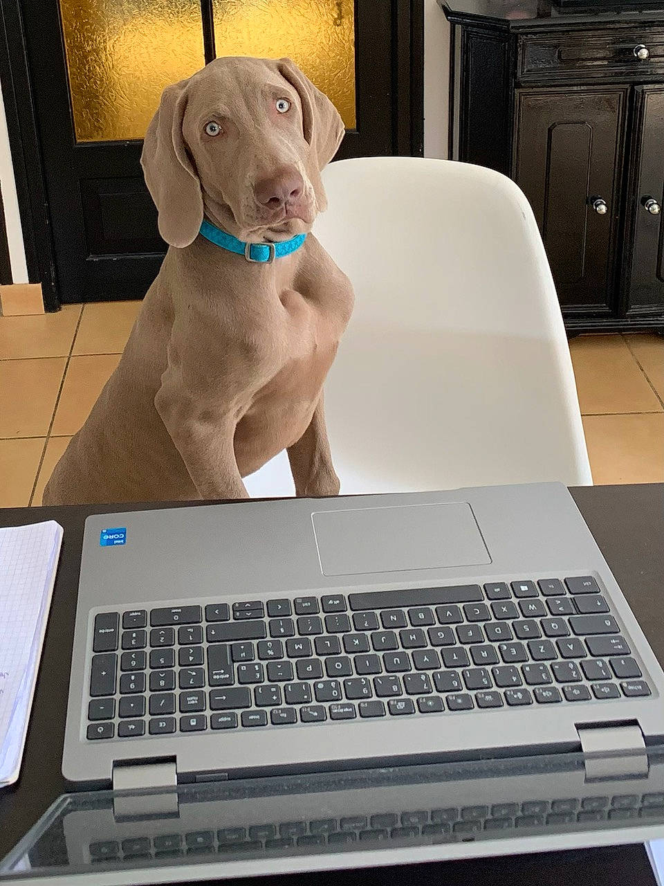 Tellus participe au concours pour gagner de l'argent avec cette photo : black, cabinetry, carnivore, companion_dog, computer, computer_hardware, computer_keyboard, dog, gadget, input_device, laptop, netbook, office_equipment, office_supplies, output_device, peripheral, personal_computer, space_bar, touchpad, white