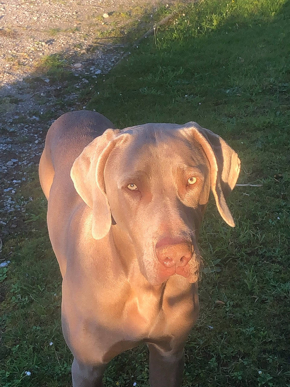 Tellus participe au concours pour gagner de l'argent avec cette photo : canidae, carnivore, companion_dog, dog, dog_breed, dog_collar, eye, fawn, grass, gun_dog, hat, head, hunting_dog, liver, plant, snout, sporting_group, terrestrial_animal, working_animal, working_dog