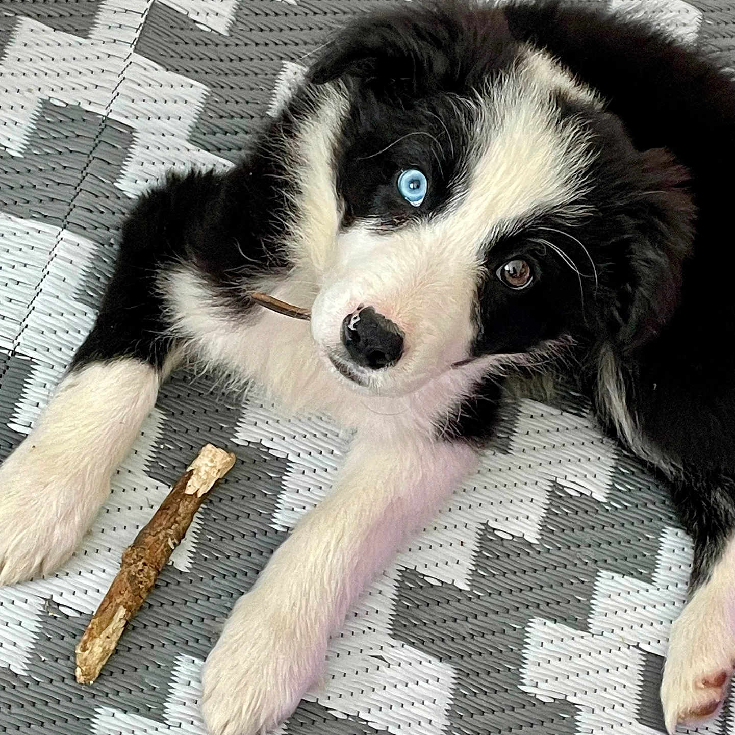 Valya a rejoint le concours — aidez-le/la à gagner de superbes lots ! animal, ball, canine, cockerspaniel, collie, dog, eskimodog, homedecor, hound, husky, papillon, person, pet, puppy, sleeping, sport, tennis, tennisball, terrier, wood