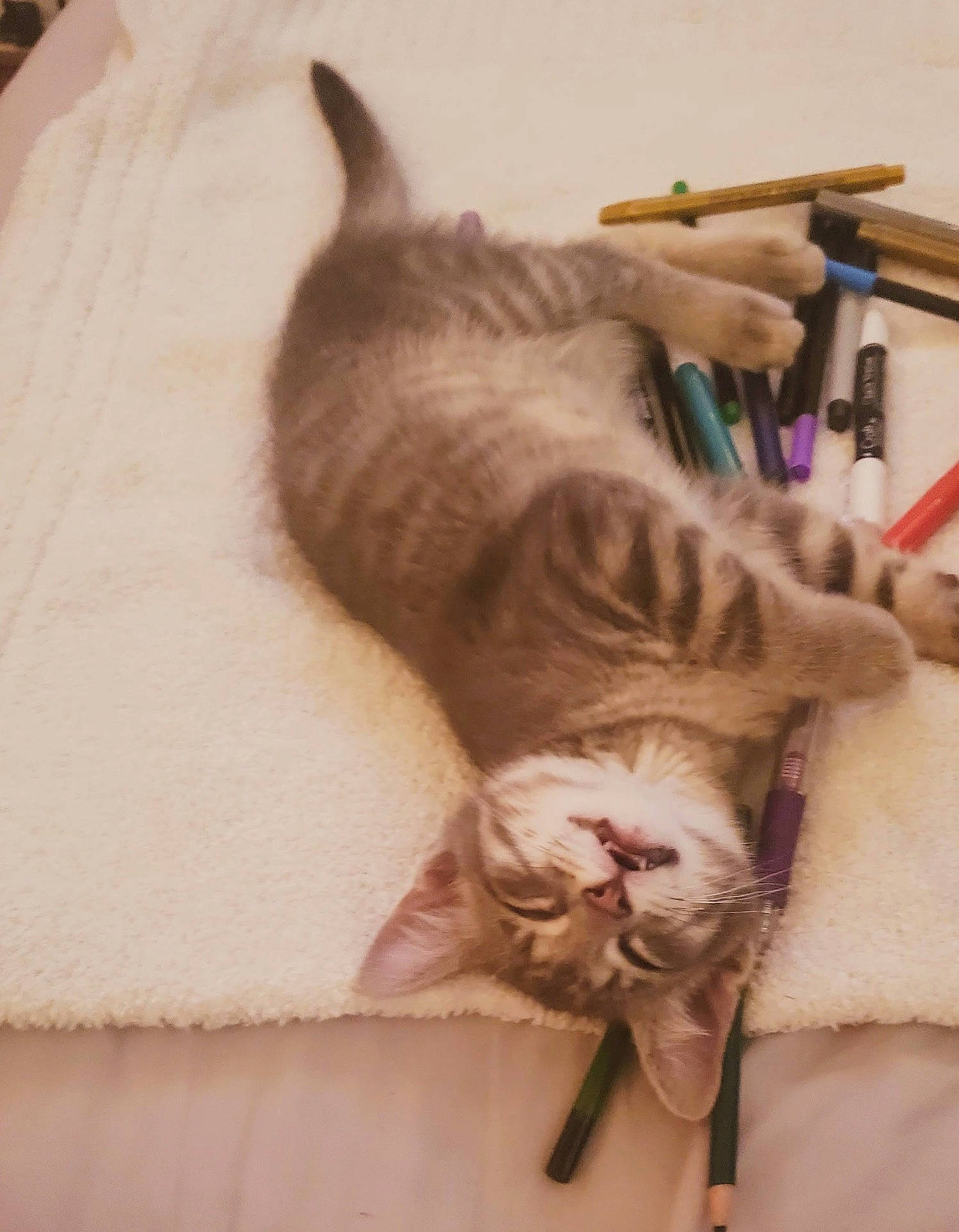 Loki is registered to the contest to win money with this photo: cat, cozy, cute, domestic_cat, fur, indoor, kitten, laying_down, markers, nap, pens, pet, relaxed, resting, sleeping, soft, striped, towel, whiskers, young_cat