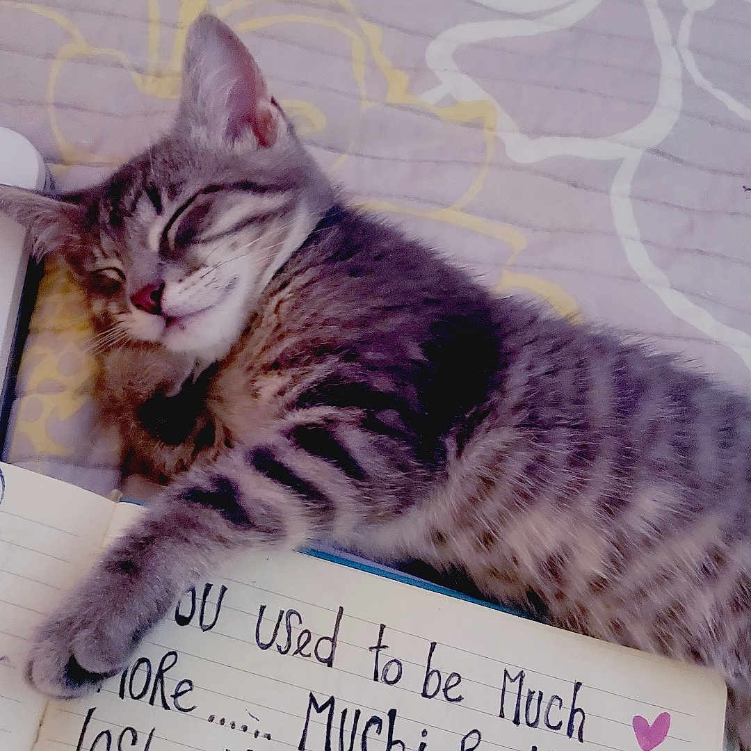 Loki is registered to the contest to win money with this photo: alice_in_wonderland, animal, bedspread, cat, cozy, cute, handwriting, heart, indoor, kitten, notebook, pattern, paw, pet, quote, relaxation, rest, sleeping, soft, tabby