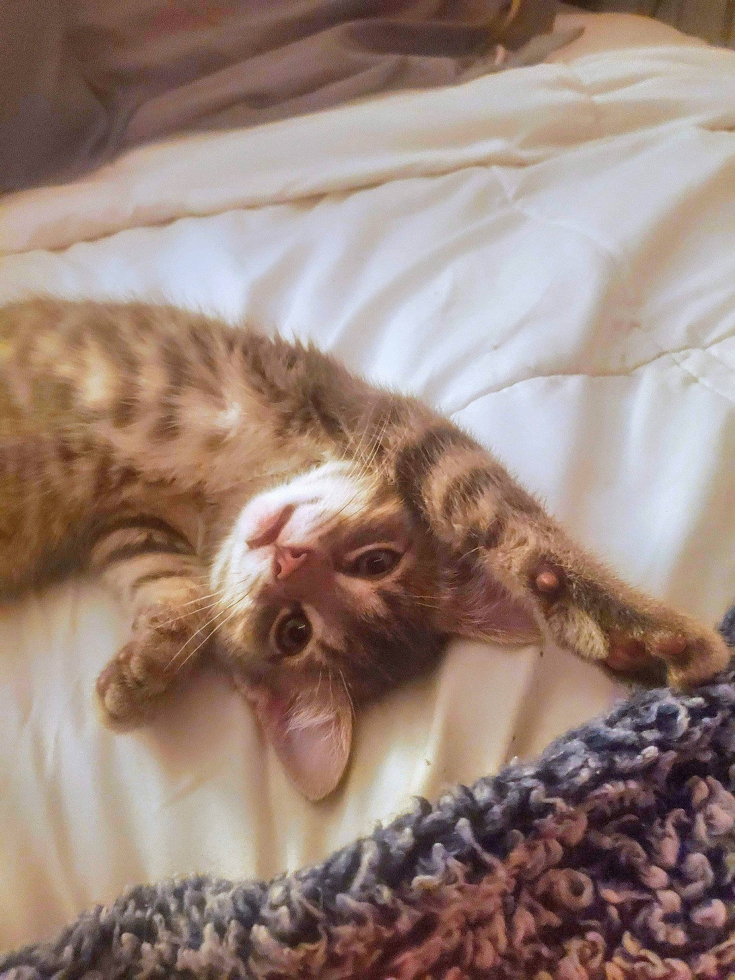 animal, bed, blanket, cat, cozy, cute, feline, fur, indoor, kitten, paw, pet, playful, relaxed, sleepy, soft, stretching, tabby, whiskers, young